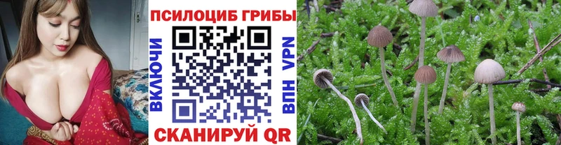 где можно купить наркотик  Топки  Галлюциногенные грибы Psilocybe 